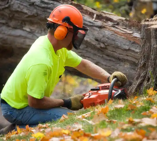 tree services Maple Lake